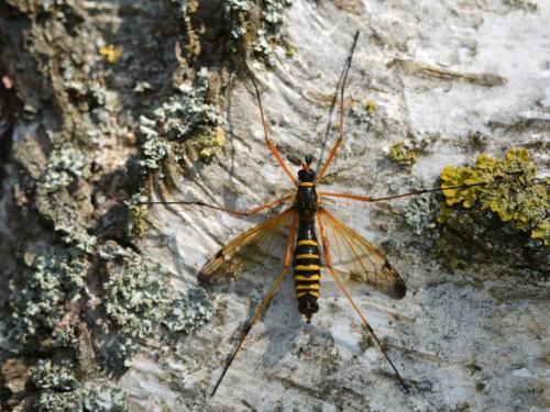 Ctenophora flaveolata